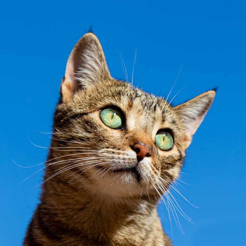 Cat Dry Food 1 kg