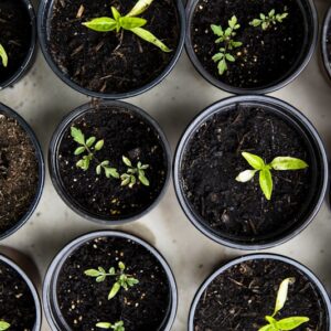 Flower Seeds Pack