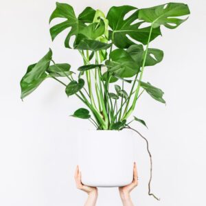 Money Plant