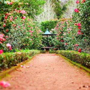 Organic Plant Fertilizer