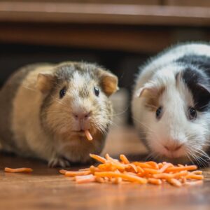 Pet Treats