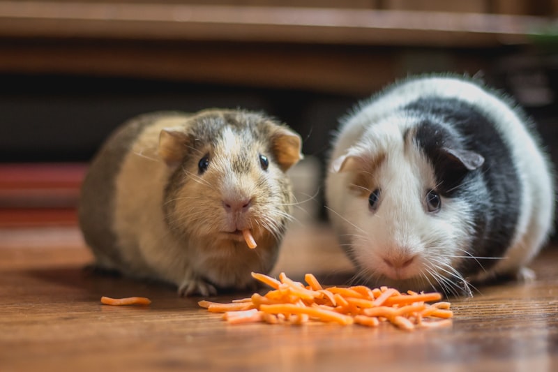 Pet Treats