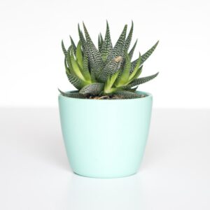 Small Indoor Plant