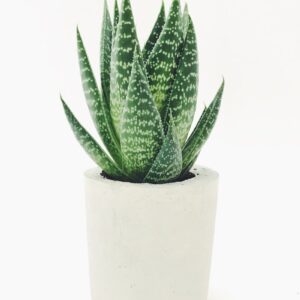 Snake Plant