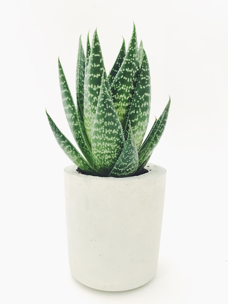 Snake Plant